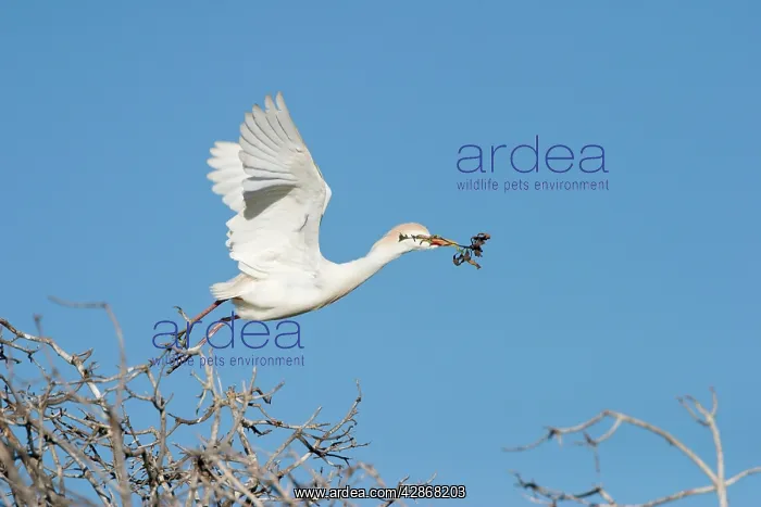 : Cattle Egret - Gathering nest material : Cattle Egret - Gathering nest material