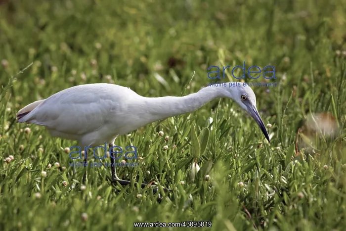 : Cattle Egret hunting : Cattle Egret hunting