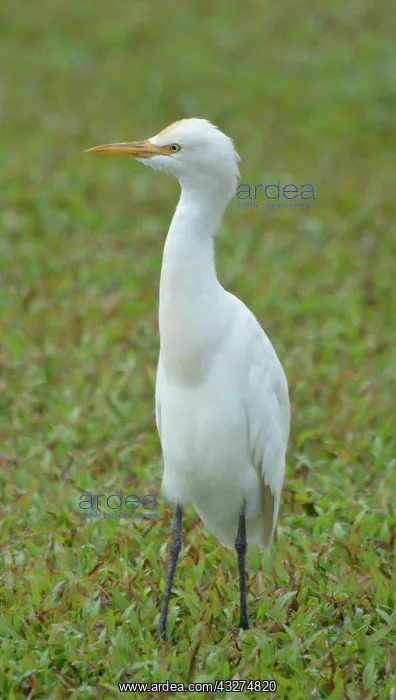 : Cattle Egret (juvenile), Sri Lanka : Cattle Egret (juvenile), Sri Lanka
