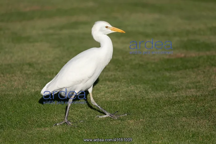  : Cattle Egret - Lanzarote - Canary Islands - Spain