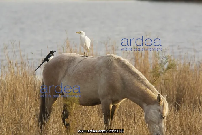 : Cattle Egret and Magpie (Pica pica) on Camargue horse : Cattle Egret and Magpie (Pica pica) on Camargue horse