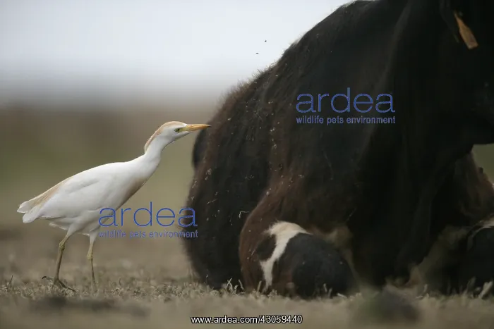 : Cattle egret near a cow Spain : Cattle egret near a cow Spain