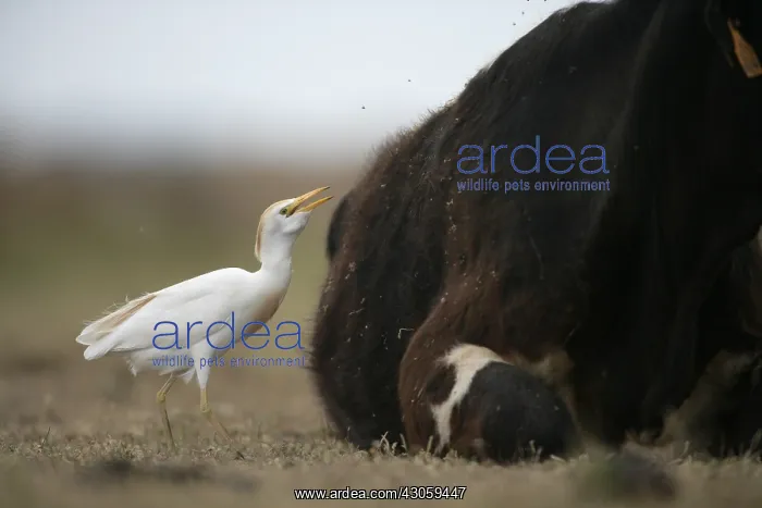 : Cattle egret near a cow Spain : Cattle egret near a cow Spain