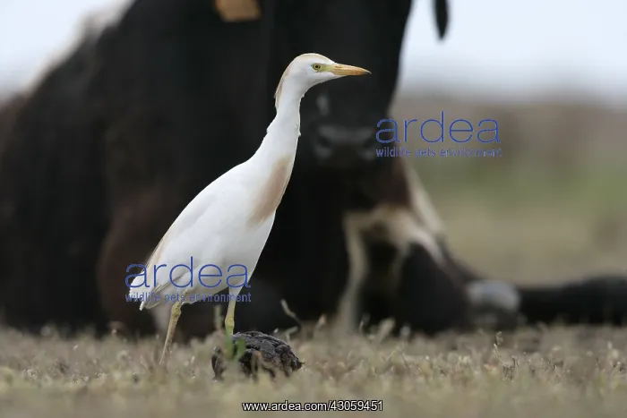 : Cattle egret near a cow Spain : Cattle egret near a cow Spain