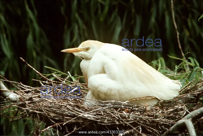 : CATTLE EGRET - On nest : CATTLE EGRET - On nest