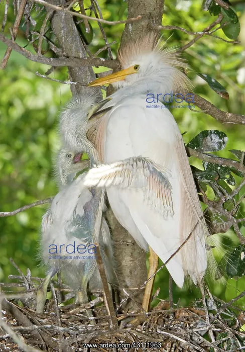 : Cattle Egret at nest with young : Cattle Egret at nest with young