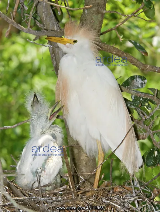 : Cattle Egret at nest with young : Cattle Egret at nest with young