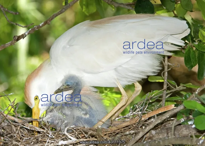 : Cattle Egret at nest with young : Cattle Egret at nest with young