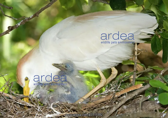 : Cattle Egret at nest with young : Cattle Egret at nest with young