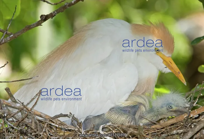 : Cattle Egret at nest with young : Cattle Egret at nest with young