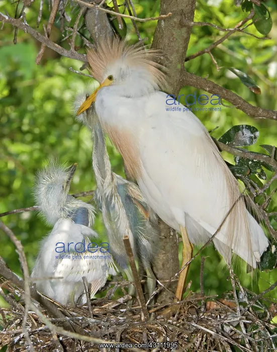 : Cattle Egret at nest with young : Cattle Egret at nest with young