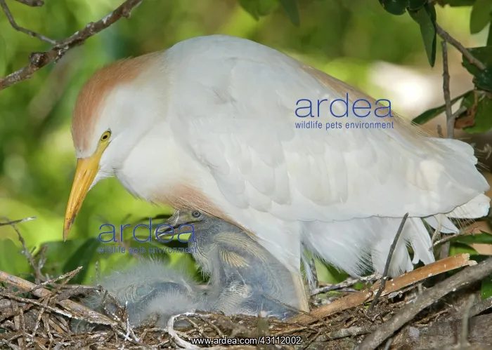: Cattle Egret at nest with young : Cattle Egret at nest with young