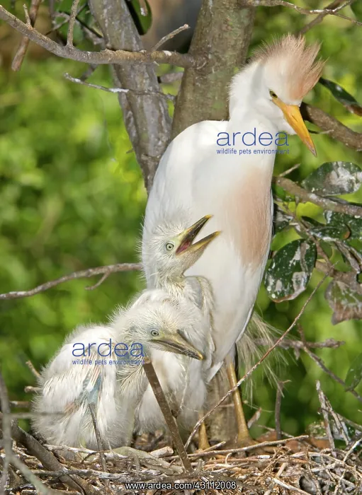 : Cattle Egret at nest with young : Cattle Egret at nest with young
