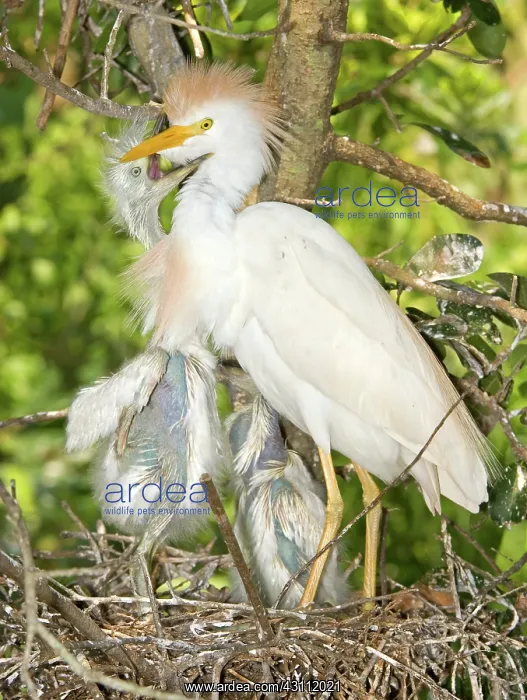 : Cattle Egret at nest with young : Cattle Egret at nest with young