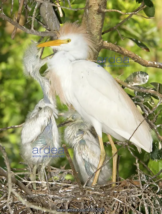 : Cattle Egret at nest with young : Cattle Egret at nest with young