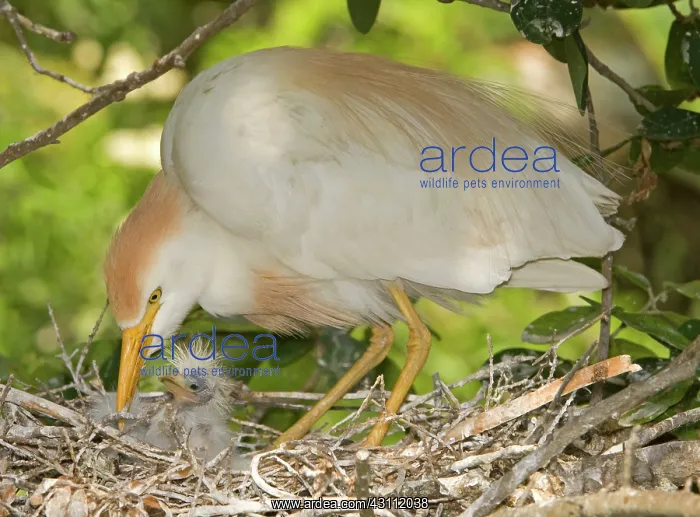 : Cattle Egret at nest with young : Cattle Egret at nest with young
