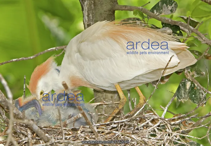 : Cattle Egret at nest with young : Cattle Egret at nest with young
