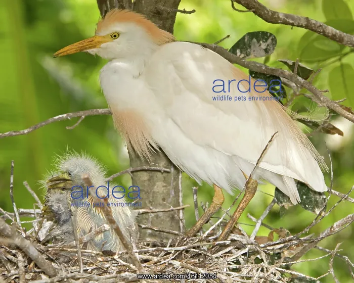 : Cattle Egret at nest with young : Cattle Egret at nest with young