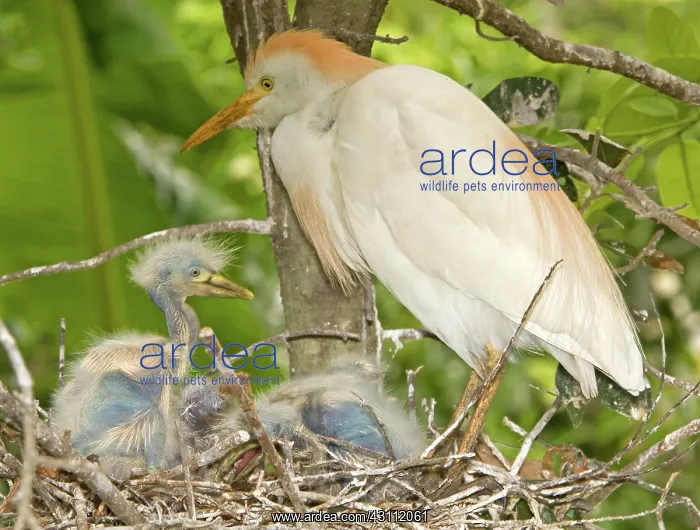 : Cattle Egret at nest with young : Cattle Egret at nest with young