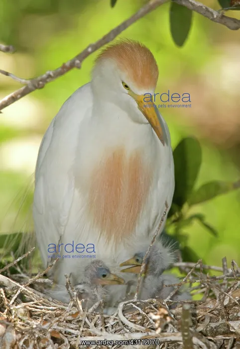 : Cattle Egret at nest with young : Cattle Egret at nest with young