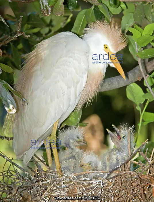 : Cattle Egret at nest with young : Cattle Egret at nest with young