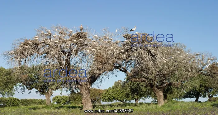 : Cattle Egret - Nesting colony in old cork oak trees : Cattle Egret - Nesting colony in old cork oak trees