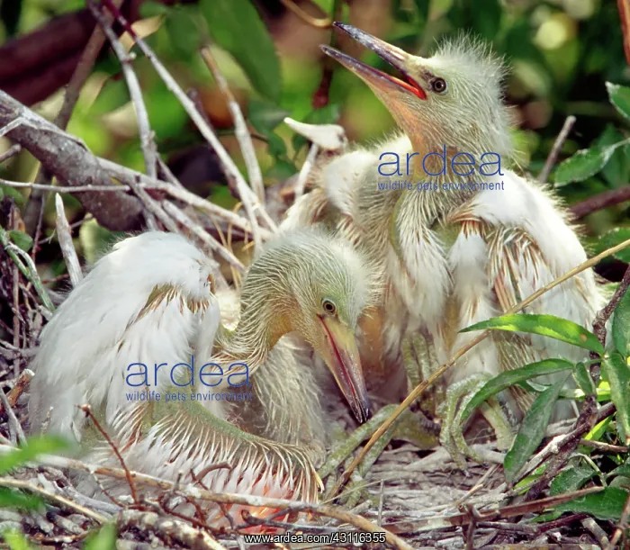 : Cattle Egret Nestlings : Cattle Egret Nestlings