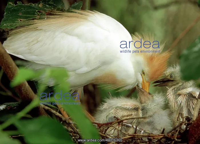 : Cattle Egret and Nestlings : Cattle Egret and Nestlings