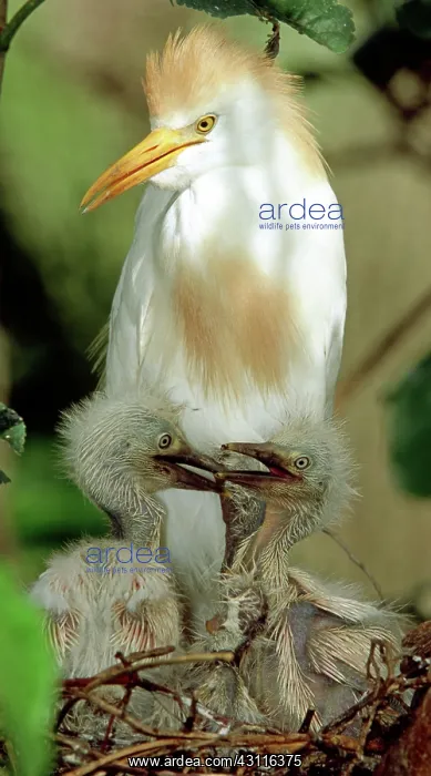 : Cattle Egret and Nestlings : Cattle Egret and Nestlings