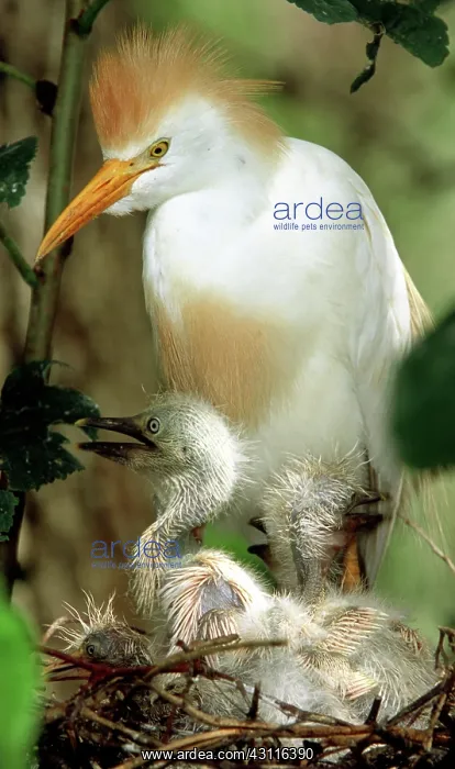 : Cattle Egret and Nestlings : Cattle Egret and Nestlings