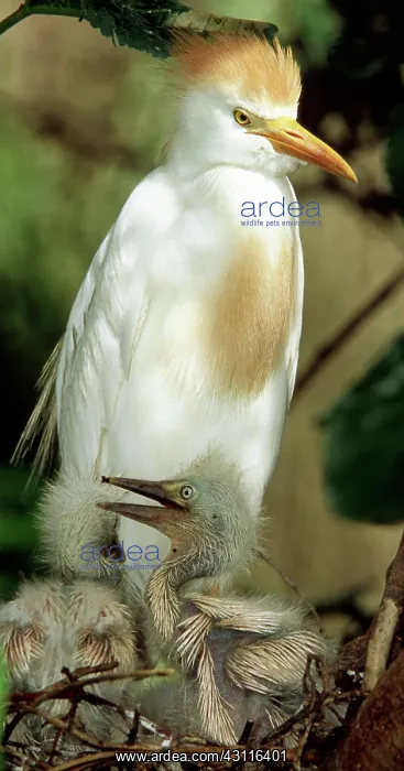 : Cattle Egret and Nestlings : Cattle Egret and Nestlings