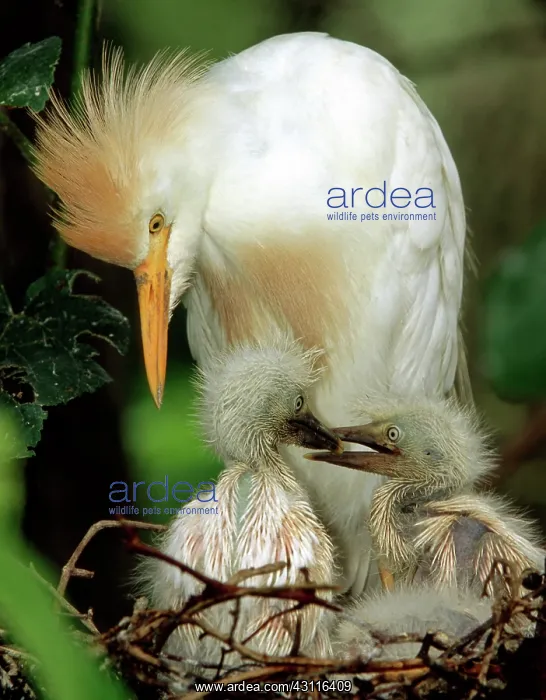 : Cattle Egret and Nestlings : Cattle Egret and Nestlings