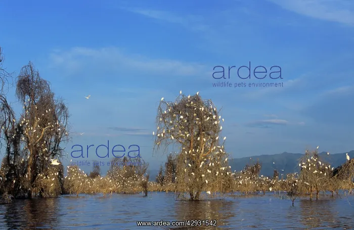  : Cattle Egret - nestting in drowned Acacia Trees