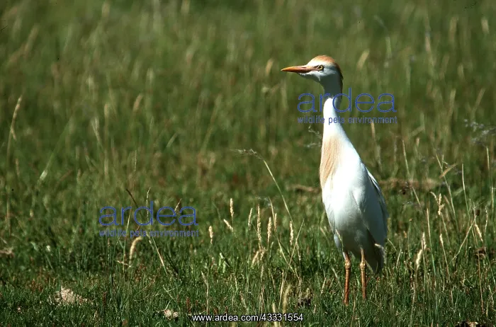 : CATTLE EGRET - in pampas : CATTLE EGRET - in pampas