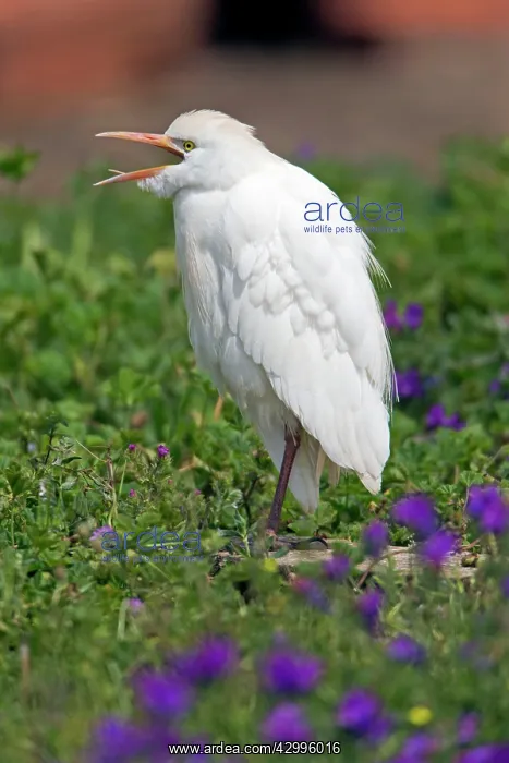 : Cattle Egret - perched on ground calling Alentejo : Cattle Egret - perched on ground calling Alentejo