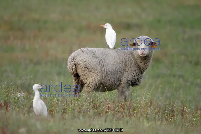 : Cattle Egret - perched on back of Merino sheep : Cattle Egret - perched on back of Merino sheep