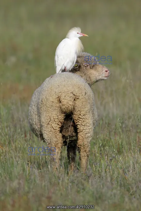 : Cattle Egret - perched on back of Merino sheep : Cattle Egret - perched on back of Merino sheep
