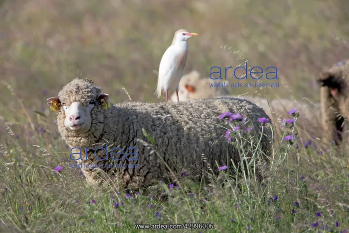 : Cattle Egret - perched on back of sheep Castro Verde : Cattle Egret - perched on back of sheep Castro Verde