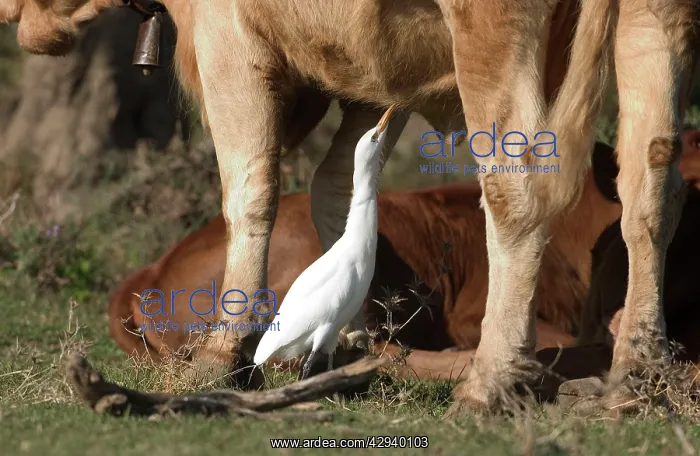 : Cattle Egret - picking insects from cattle, November : Cattle Egret - picking insects from cattle, November