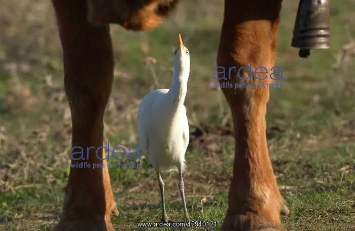 : Cattle Egret - picking insects from cattle, November : Cattle Egret - picking insects from cattle, November