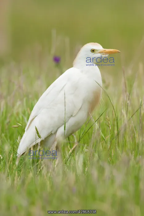 : Cattle Egret - Portrait of egret on ground : Cattle Egret - Portrait of egret on ground