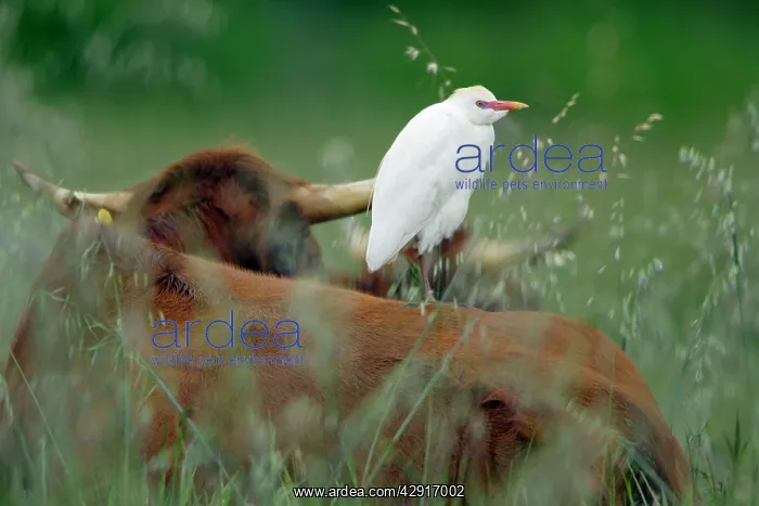 : Cattle Egret - resting on cows back : Cattle Egret - resting on cows back