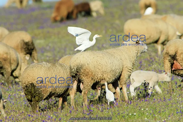 : Cattle Egret - riding on sheeps back : Cattle Egret - riding on sheeps back