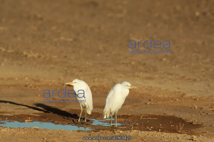 : Cattle Egret - At a roadside puddle in the Namib Desert : Cattle Egret - At a roadside puddle in the Namib Desert