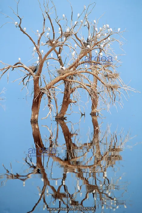 : CATTLE EGRET - Roosting in trees in water : CATTLE EGRET - Roosting in trees in water