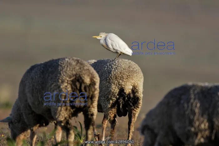 : Cattle Egret on sheep : Cattle Egret on sheep