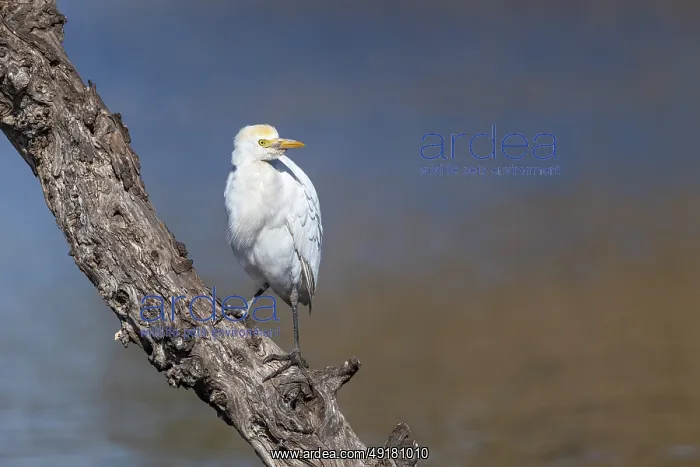  : Cattle Egret - Spain
