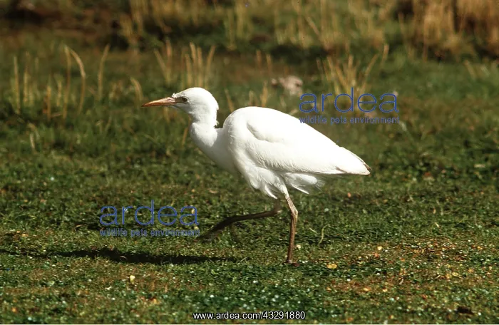 : CATTLE EGRET - walking : CATTLE EGRET - walking