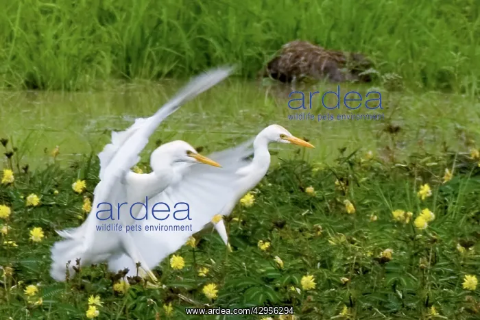 : Cattle Egrets : Cattle Egrets