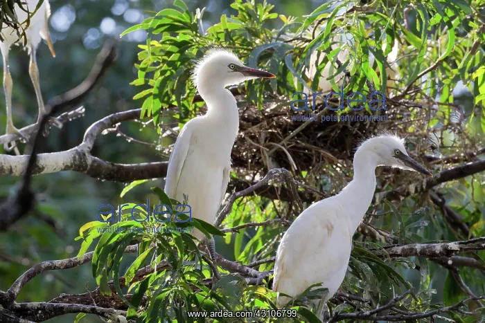 : Cattle Egrets : Cattle Egrets